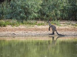 A one beautiful kangaroo is standing near Bogan river in regional town of Nyngan, New South Wales. photo