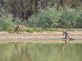 A two beautiful kangaroo is standing near Bogan river in regional town of Nyngan, New South Wales. photo