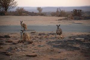 The three cute kangaroos standing on the mountain in morning at Broken Hill, New South Wales, Australia. photo