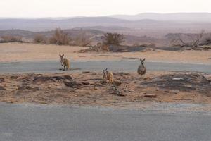 The three cute kangaroos standing on the mountain in morning at Broken Hill, New South Wales, Australia. photo