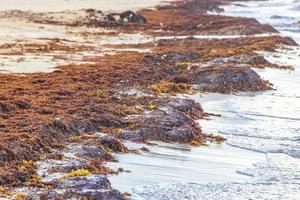 Very disgusting red seaweed sargazo beachwith garbage pollution Mexico. photo