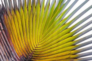 Palm trees palm leaves and plants in tropical nature Thailand. photo