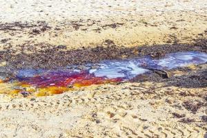 Very disgusting beach water with red seaweed sargazo Caribbean Mexico. photo