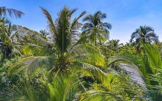 Tropical natural palm tree coconuts blue sky in Mexico. photo