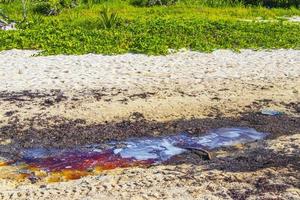 muy repugnante playa sargazo de algas rojas con contaminacion de basura mexico. foto