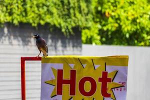 pájaro asiático myna pastores mynah starling forrajeando comida en tailandia. foto