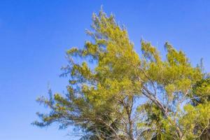 Caribbean beach fir palm trees in jungle forest nature Mexico. photo