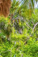 Caribbean beach fir palm trees in jungle forest nature Mexico. photo