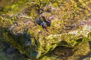 piedras rocas corales turquesa verde azul agua playa mexico. foto