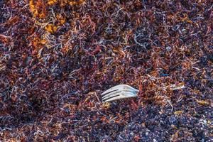 Very disgusting red seaweed sargazo beachwith garbage pollution Mexico. photo