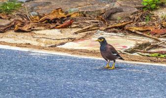 Asian bird myna Shepherds mynah starling foraging food in Thailand. photo