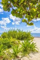 Caribbean beach fir palm trees in jungle forest nature Mexico. photo