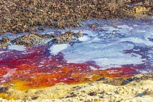 Very disgusting beach water with red seaweed sargazo Caribbean Mexico. photo