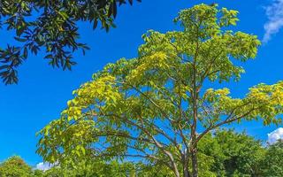 Caribbean beach fir palm trees in jungle forest nature Mexico. photo