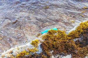 muy repugnante playa sargazo de algas rojas con contaminacion de basura mexico. foto