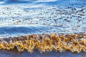 Agua de playa muy asquerosa con alga roja sargazo caribe mexico. foto