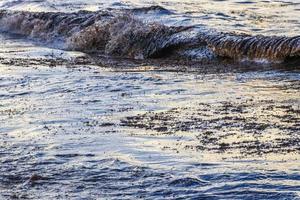 Very disgusting beach water with red seaweed sargazo Caribbean Mexico. photo