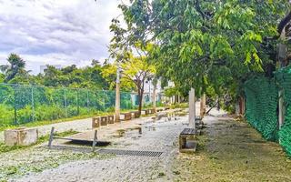 Hurricane 2021 Playa del Carmen Mexico destruction devastation broken trees. photo