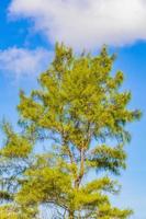 Caribbean beach fir palm trees in jungle forest nature Mexico. photo