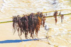 Very disgusting red seaweed sargazo beach Playa del Carmen Mexico. photo