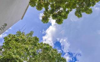 Caribbean beach fir palm trees in jungle forest nature Mexico. photo