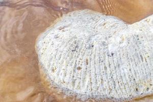 piedras conchas corales en playa arena playa del carmen mexico. foto