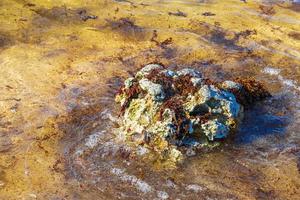 Stones rocks corals turquoise green blue water on beach Mexico. photo