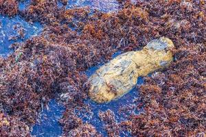 Very disgusting red seaweed sargazo beachwith garbage pollution Mexico. photo