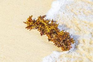 Fresh yellow seaweed seagrass sargazo beach Playa del Carmen Mexico. photo