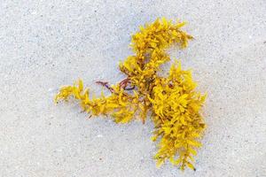 Fresh yellow seaweed seagrass sargazo beach Playa del Carmen Mexico. photo