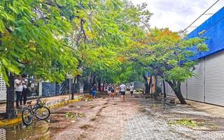 Playa del Carmen Quintana Roo Mexico 2021 Hurricane Playa del Carmen Mexico destruction devastation broken trees. photo