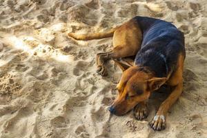 perro callejero cansado tirado en la playa relajándose o durmiendo tailandia. foto