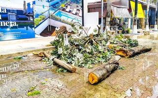 Playa del Carmen Quintana Roo Mexico 2021 Hurricane 2021 Playa del Carmen Mexico destruction devastation broken trees. photo