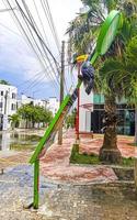 Playa del Carmen Quintana Roo Mexico 2021 Hurricane 2021 Playa del Carmen Mexico destruction devastation broken trees. photo