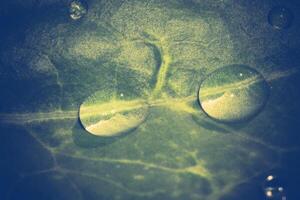 Cabbage with Waterdrops photo