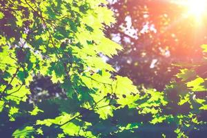 Sunny Green Maple Leaves photo