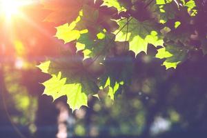 Sunny Green Maple Leaves photo