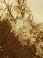 Vintage Spring Blossom photo