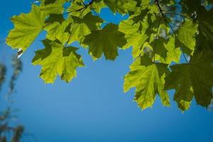Fresh Green Maple Leaves