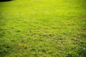 Background of a Green Grass photo