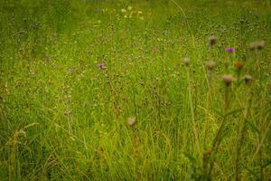 Green Grass Lawn photo