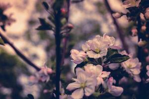 Spring Apple Blooming Trees Filtered photo