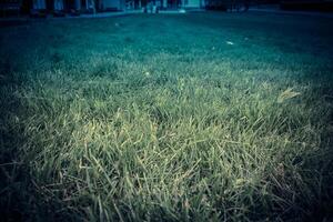 Green Grass Macro Retro photo