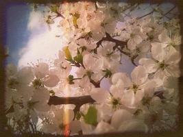 flores de ciruelo blanco foto