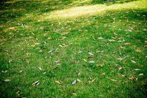 Background of a Green Grass photo