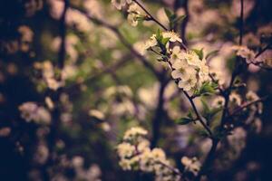 White Cherry Blooming Trees Retro photo