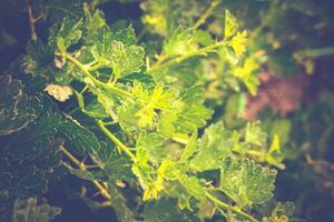 Leafage on Branch Macro Retro photo