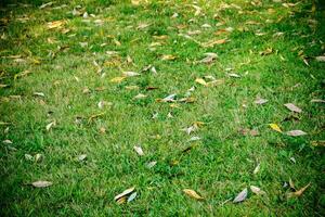 Background of a Green Grass photo