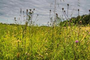 Green Grass Lawn photo