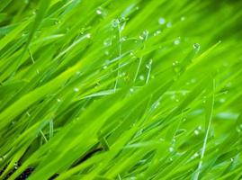 Fresh Green Grass photo